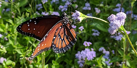 Butterfly Basics & Garden Tour,  Islamorada