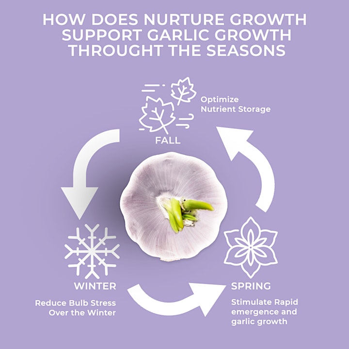 Regenerative Farming Tips for Growing Sustainable Garlic image