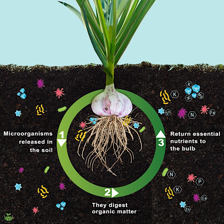 Building Healthy Soil Using Microbes image