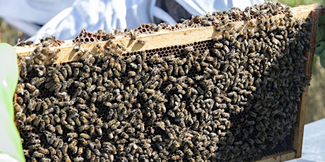 Beehive SOS Webinar