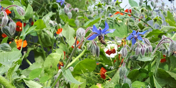 Organic & Sustainable Gardening Course Ballinasloe