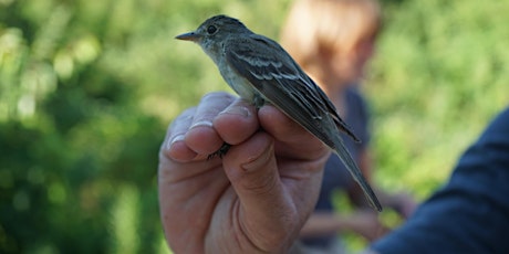 Bird in Hand! The Science of Bird Banding