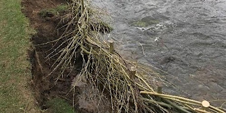 Willow spiling – Conservation in Action - Five