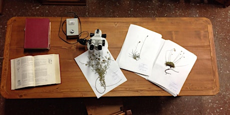 Immagine principale di Alla scoperta del Museo Herbarium 