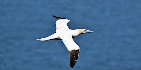 Autumn Bird Migration @ North Foreland primary image