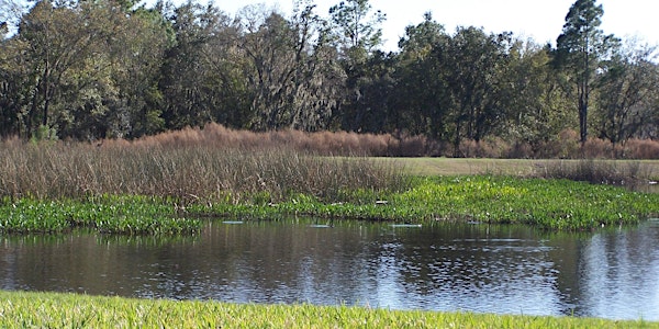 Tips for Hiring Pond Maintenance Professionals