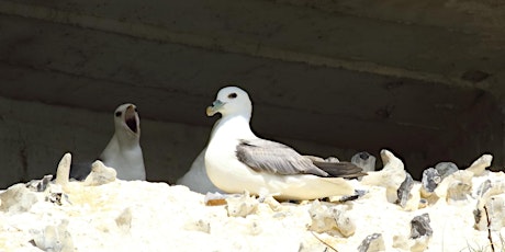 Birdwatching Tour & Tutorial @ Ramsgate Harbour primary image