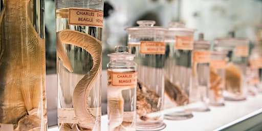 From Darwin to Dodos: Guided Tour of the Museum of Zoology  primärbild