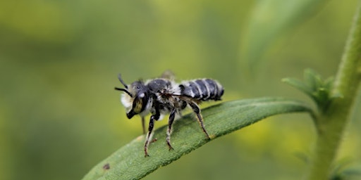 Busy Bees: A Pollinator Presentation + Garden Drop-In