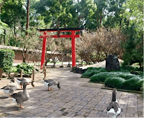 Japanese Gardens and Wombats - Unlikely Pairing in Sydney