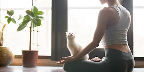 Cat Yoga Training Class
