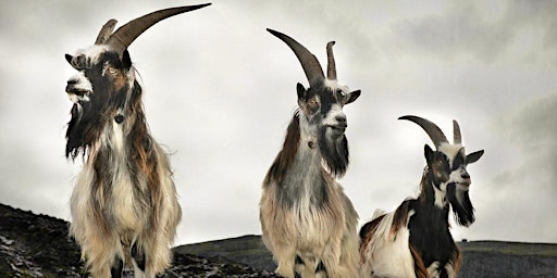 'Devil with three golden hairs' & 'Three Billy Goats Gruff'