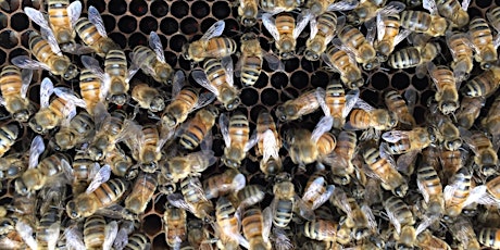 NBB Apiary Field Day - Spring Management primary image