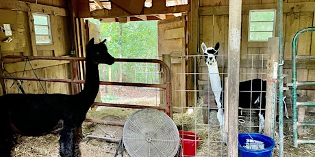 Barn Tour at Creekwater Alpaca Farm