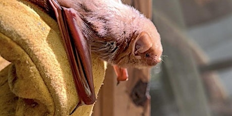 Meet a Local Bat with Austin Bat Refuge