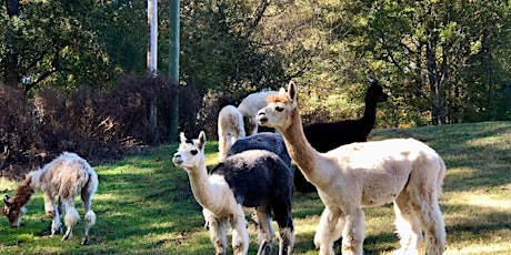 Barn Tour at Creekwater Alpaca Farm