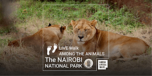 LIVE Walk among the ANIMALS in The Nairobi National Park
