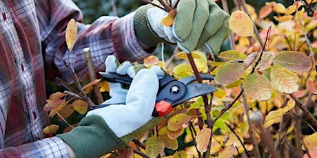 Pruning & Wilt Proofing