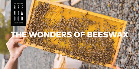 Brentwood Bees: The Wonders of Beeswax