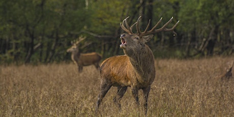 Irish Deer Commission Red Deer Rut Watch Event, Killarney National Park