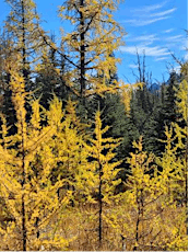 Larch Trees in Lake Louise!