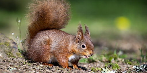 Red Squirrel Walk - exclusive event for Ulster Wildlife members