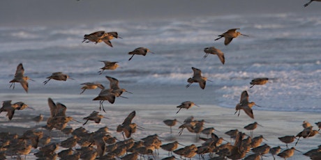 Down For the Count: Exploring Bird Diversity at Point Reyes