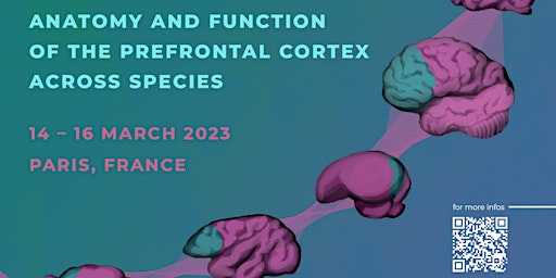 EBRAINS Workshop: Prefrontal cortex across species