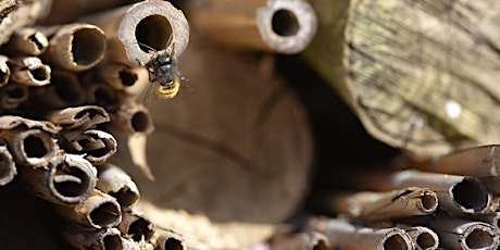 An Introduction to Solitary Bees