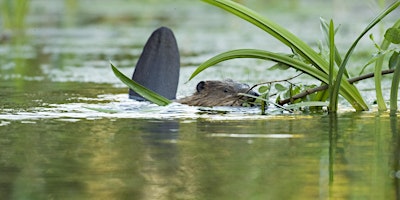 Beaver ecology and field signs