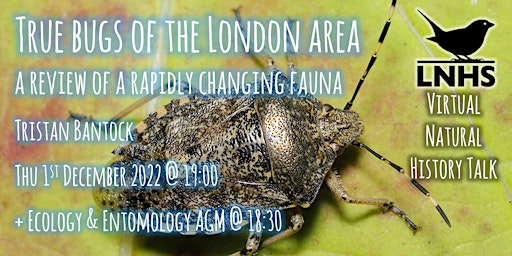 True Bugs of the London Area by Tristan Bantock + Ecology & Entomology AGM