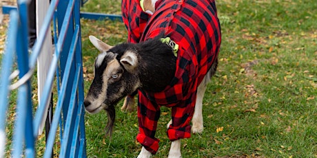Goats Yoga // Goats in Flannels & Spiked Cider