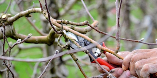 How to Prune Dormant Fruit Trees