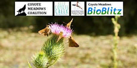 Coyote Meadows Fall 2017 BioBlitz primary image