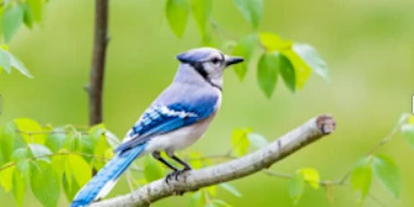 Birding 101: Tips for Bird Watching in Toronto