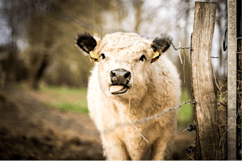 Meet and Feed the Animals on a Farm in Tuscany