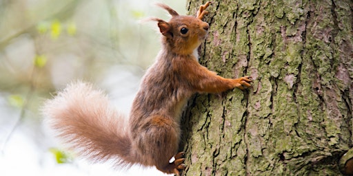 Squirrel Woodland Management