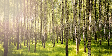 Imparare dalle foreste come rispondere al cambiamento climatico