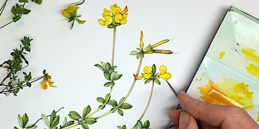 Plant illustration with Lizzie Harper - Virtual Workshop