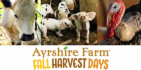 Ayrshire Farm Fall Farm Tour