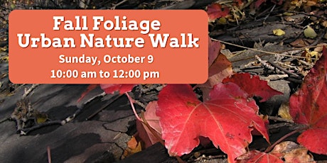 Fall Foliage: Urban Nature Walk