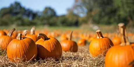 BallyBeg Pumpkin Patch primary image