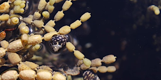 Seaweed Identification Experience Beginners Ocean Foraging