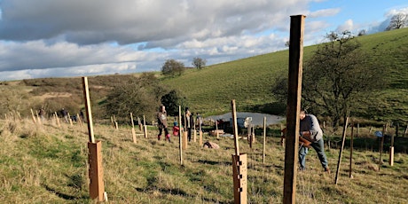 900 Trees to be planted in Liskeard, Cornwall