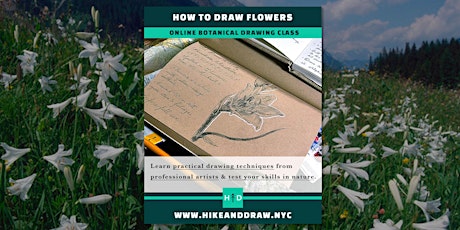 How to Draw Flowers: St. Bruno's Lily