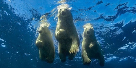 Gorges Polar Bear Plunge 2023