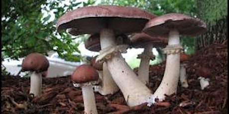 Skills for Low-Tech Mushroom Cultivation- Vancouver- Part 1 primary image