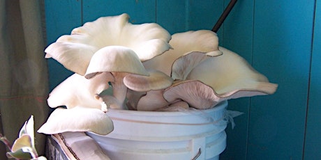 Skills for Low-Tech Mushroom Cultivation- Vancouver primary image