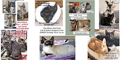 Cat Kitten Adoption Fair Sundays at Pet Club in San Mateo! 12-3 PM.