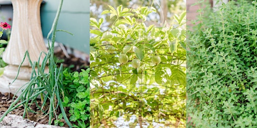 Growing Perennial Foods in Your Garden